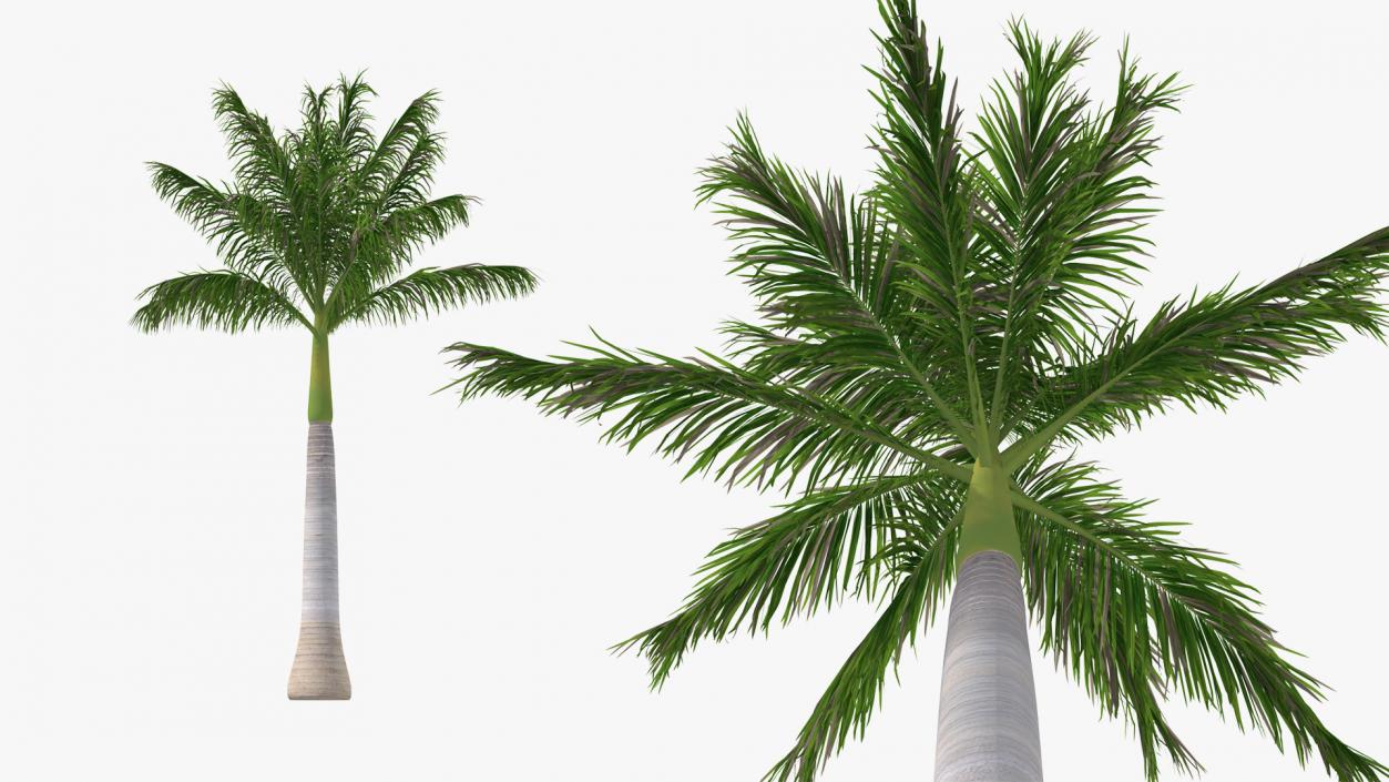 3D Palms Collection