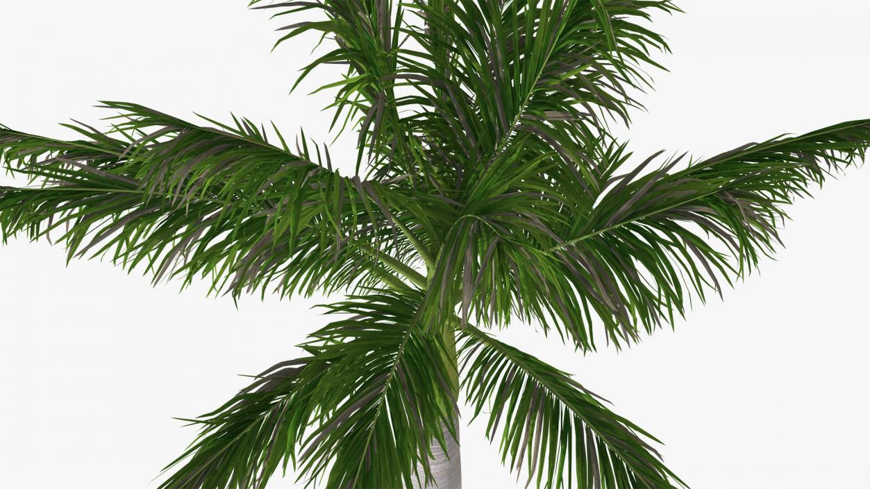 3D Palms Collection