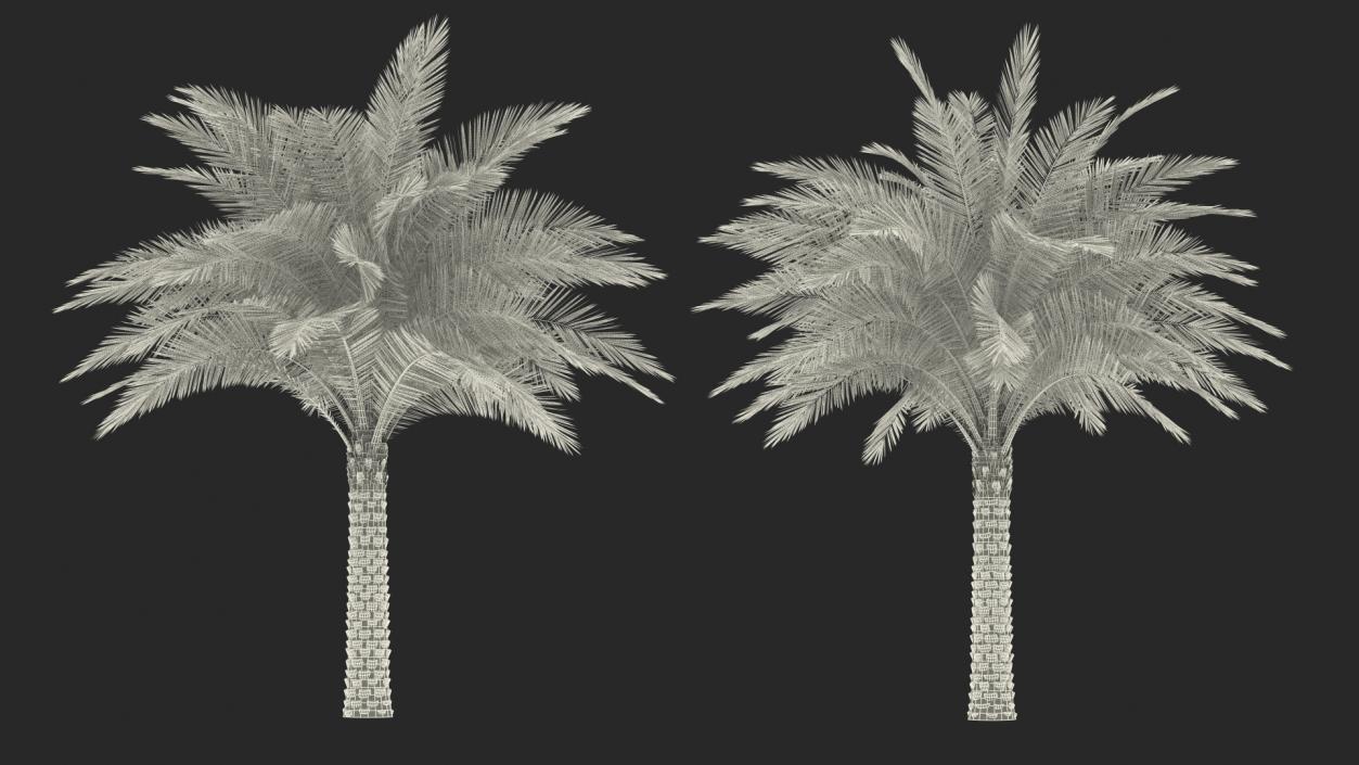 3D Palms Collection