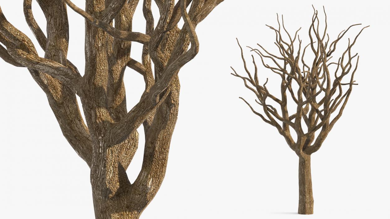 3D model Pistachio Tree Trunk