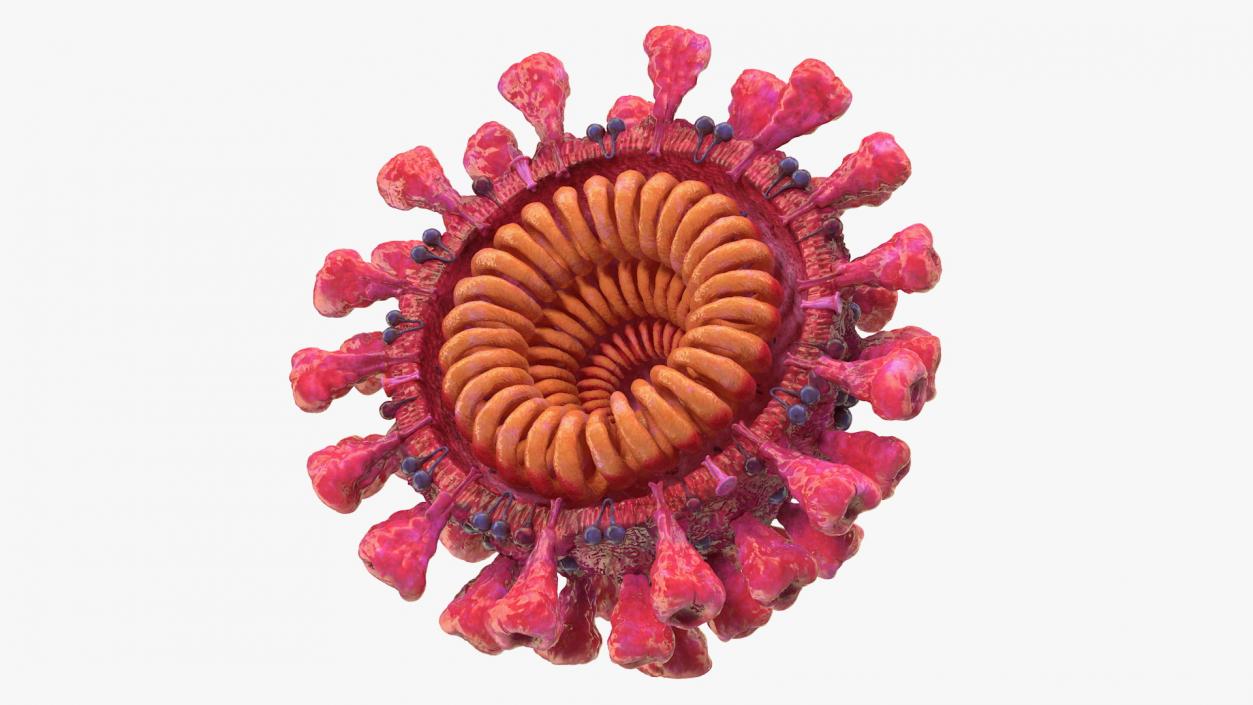 Coronavirus 2019-nCoV Collection 3D