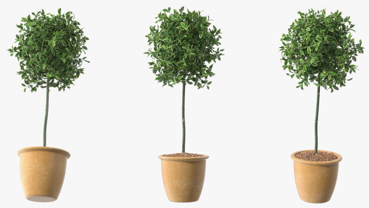 3D model Holly Pot Plant