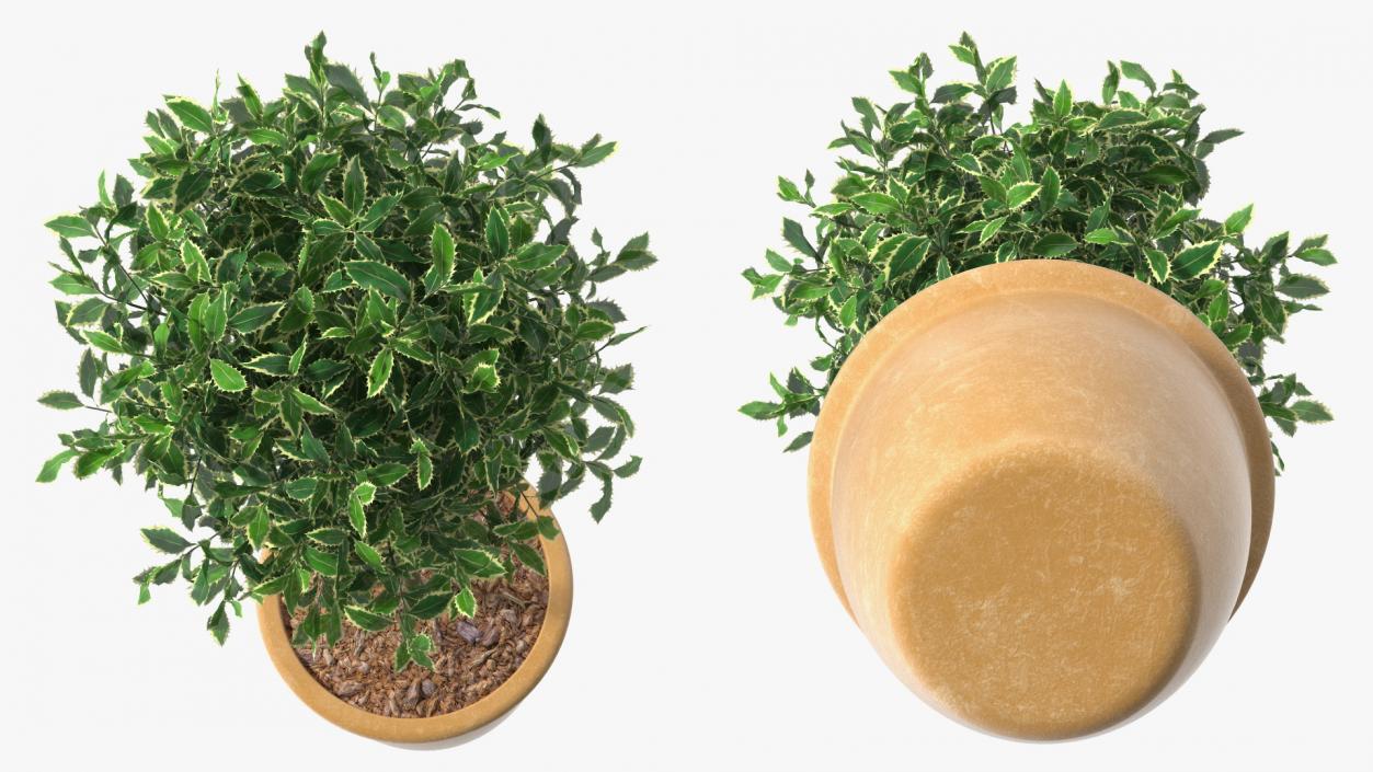 3D model Holly Pot Plant