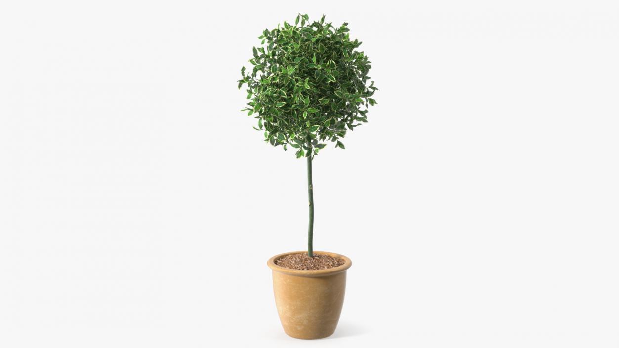 3D model Holly Pot Plant