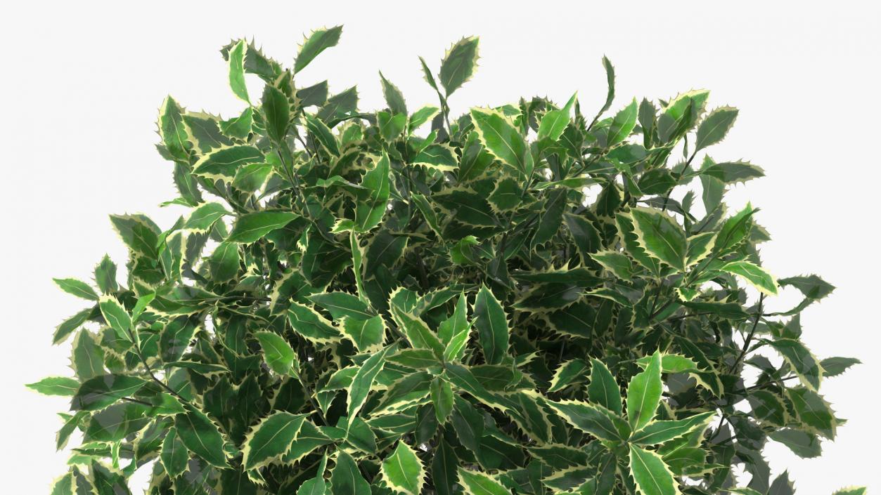 3D model Holly Pot Plant