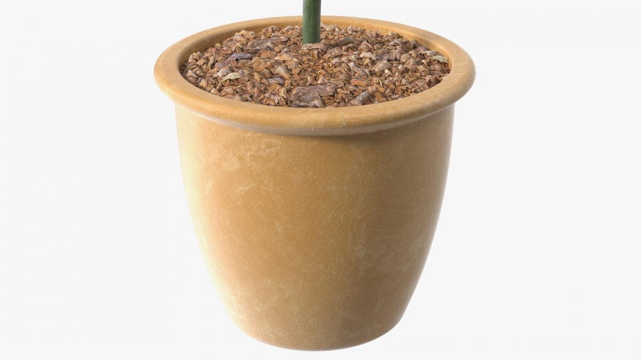 3D model Holly Pot Plant