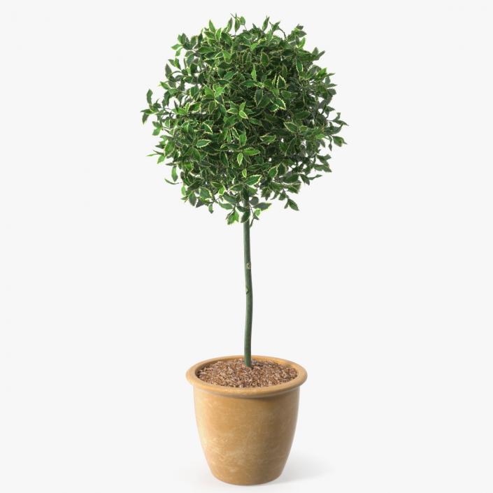 3D model Holly Pot Plant