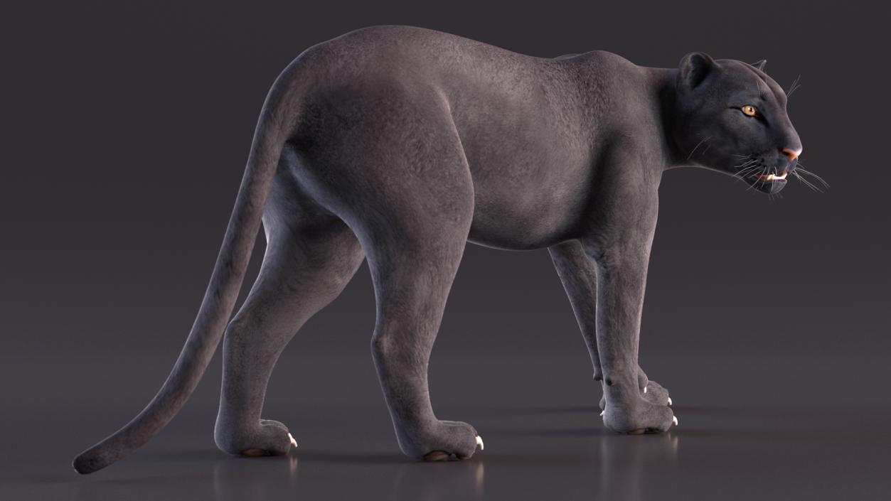 3D Black Panther Walking Pose