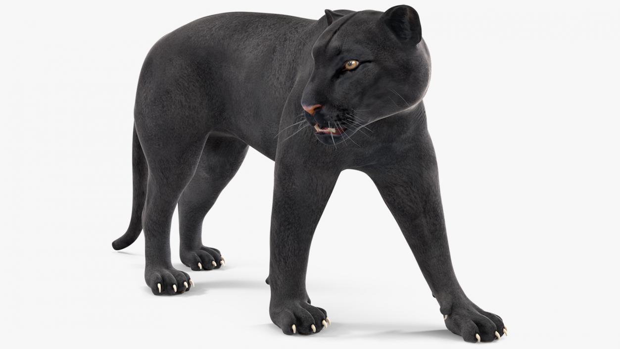 3D Black Panther Walking Pose