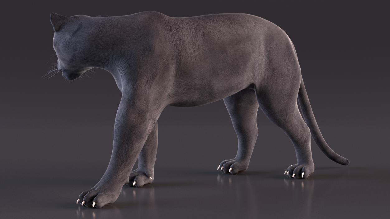 3D Black Panther Walking Pose