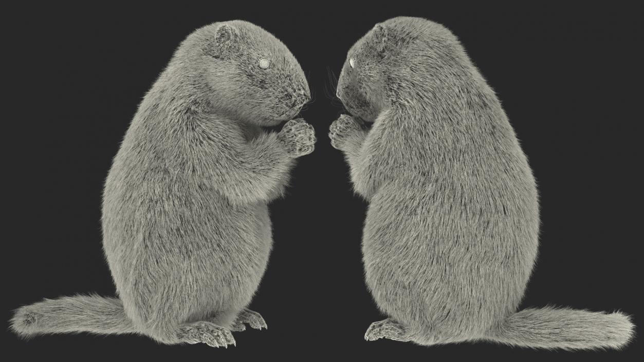 Alpine Marmot Eating Pose Fur 3D model