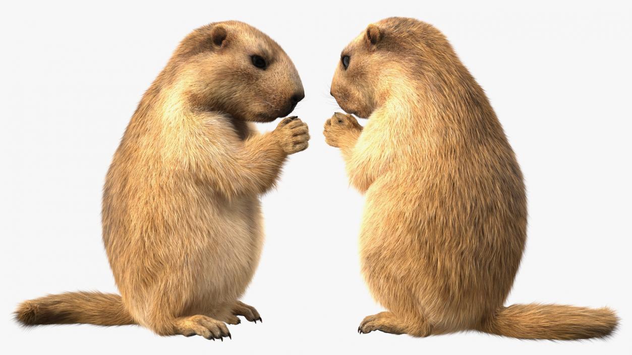 Alpine Marmot Eating Pose Fur 3D model