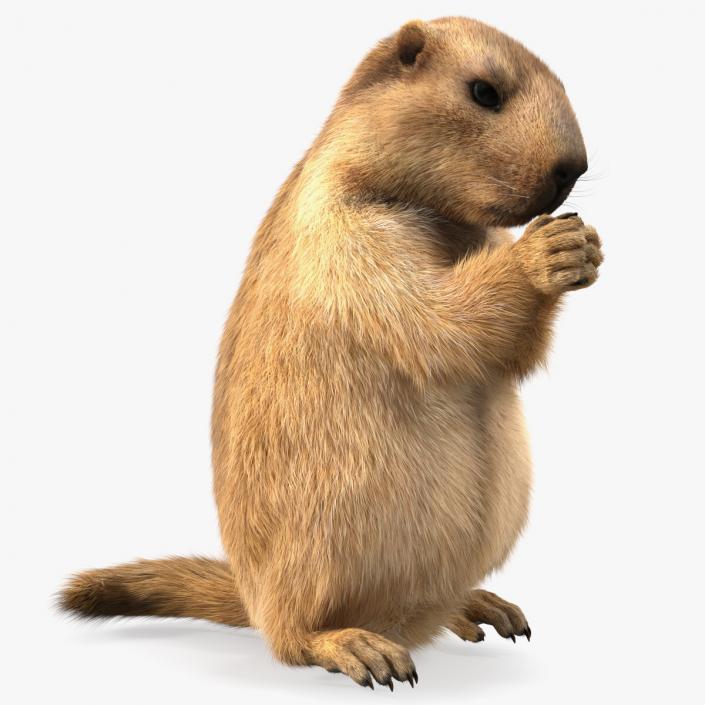 Alpine Marmot Eating Pose Fur 3D model