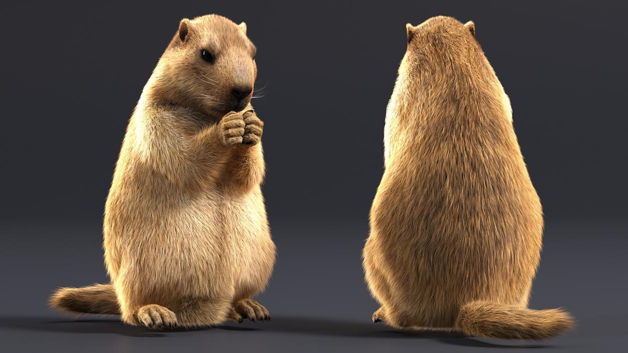 Alpine Marmot Eating Pose Fur 3D model