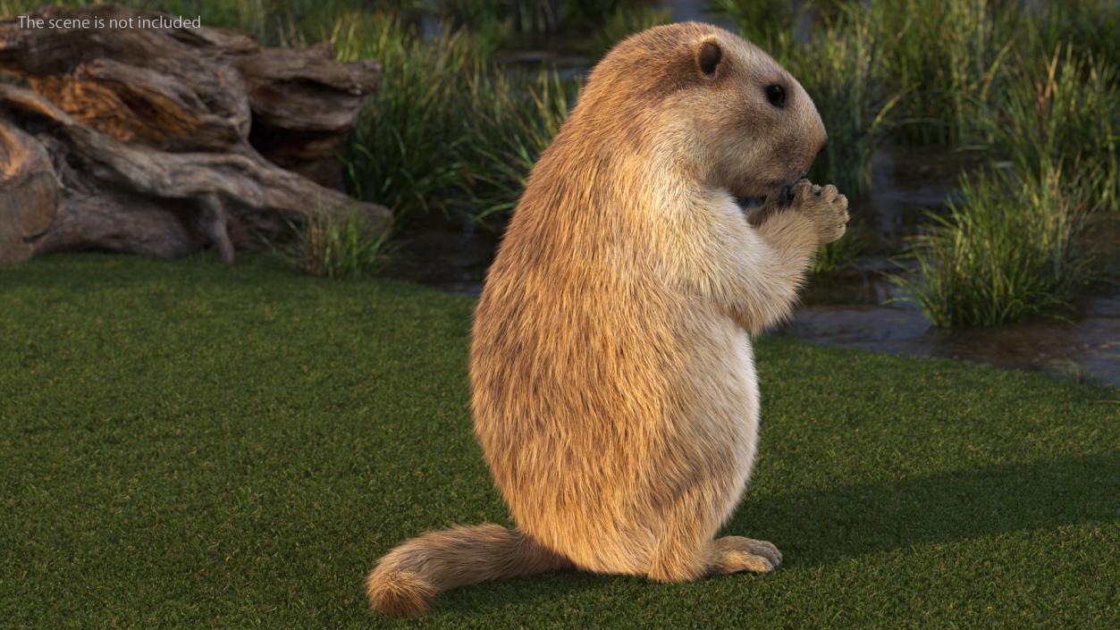 Alpine Marmot Eating Pose Fur 3D model