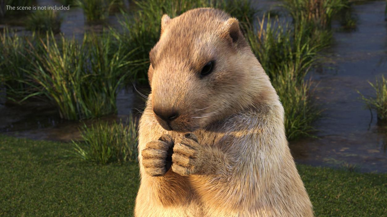 Alpine Marmot Eating Pose Fur 3D model