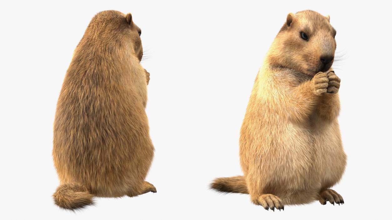 Alpine Marmot Eating Pose Fur 3D model