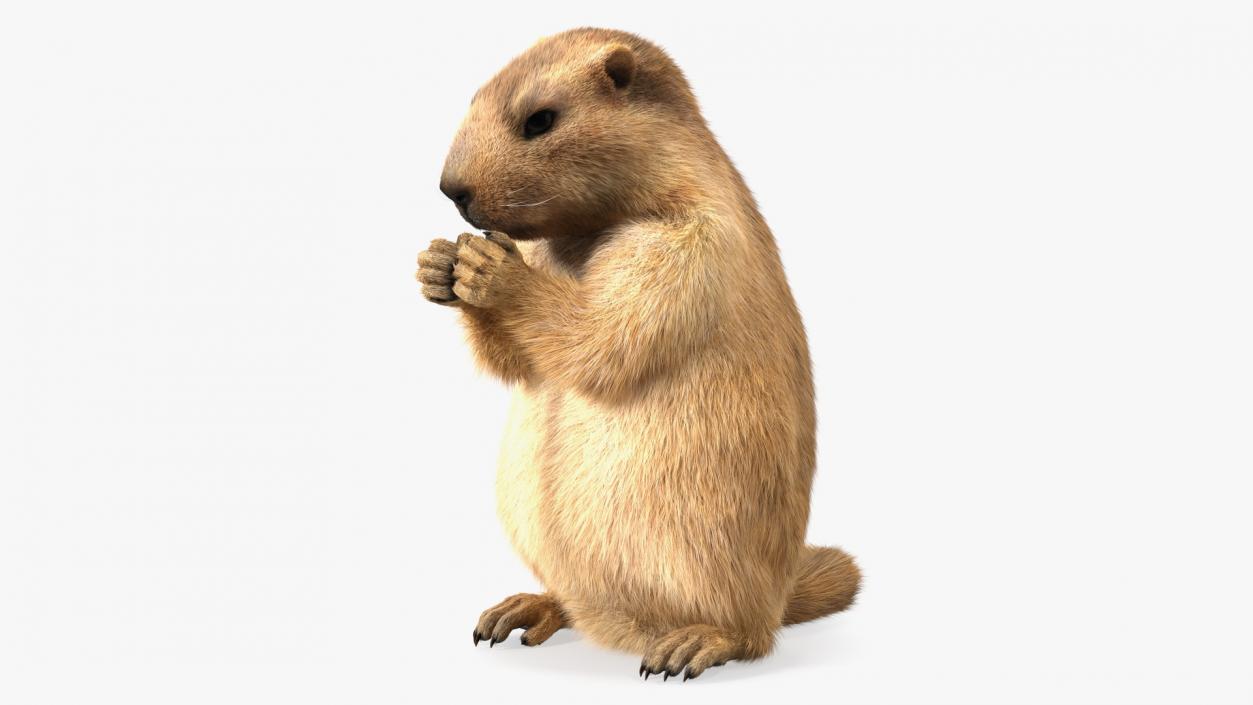 Alpine Marmot Eating Pose Fur 3D model