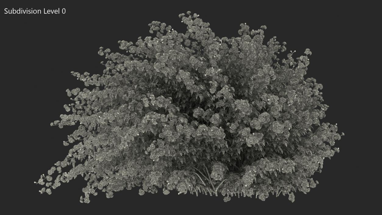 Kerria Japonica Pleniflora Plant 3D