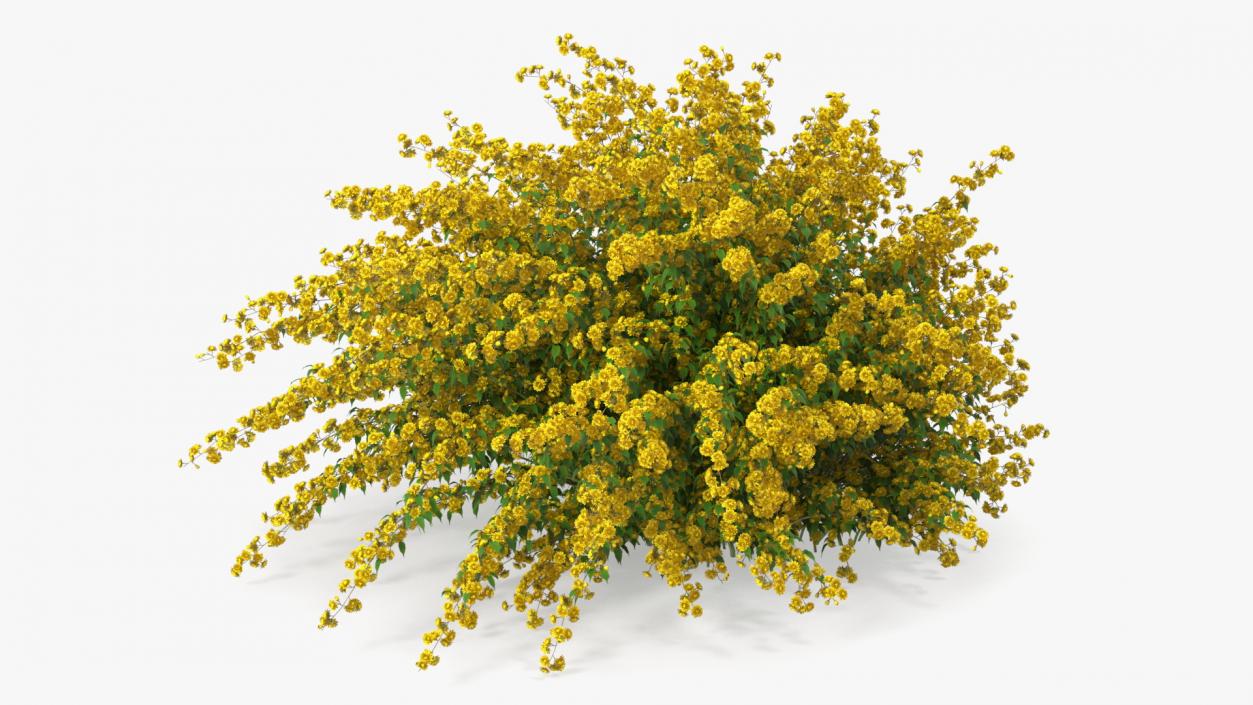 Kerria Japonica Pleniflora Plant 3D