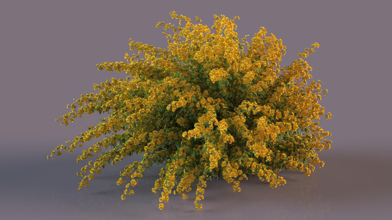 Kerria Japonica Pleniflora Plant 3D