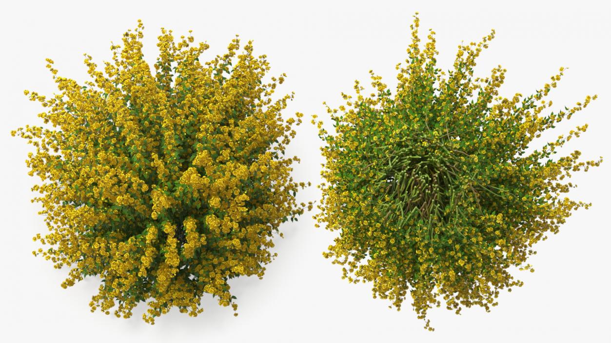 Kerria Japonica Pleniflora Plant 3D