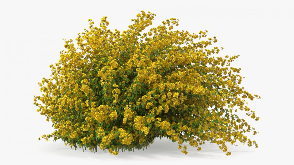 Kerria Japonica Pleniflora Plant 3D