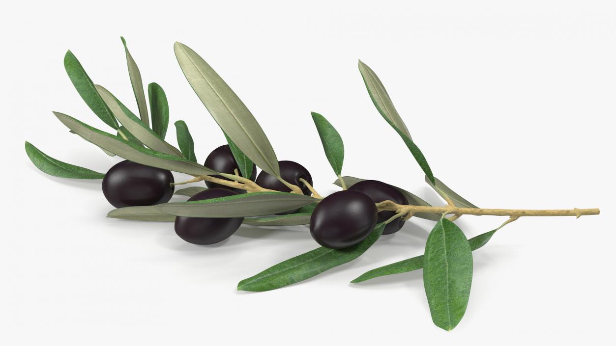 3D Olive Branch with Black Olives Lying