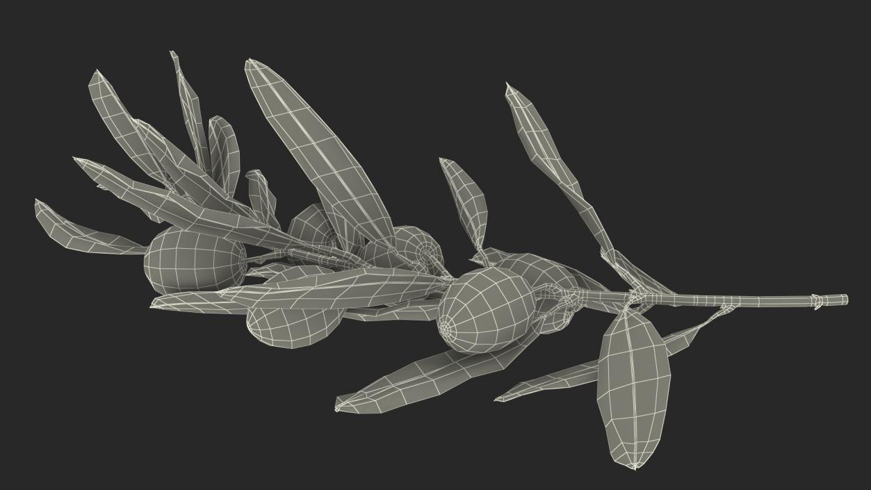 3D Olive Branch with Black Olives Lying