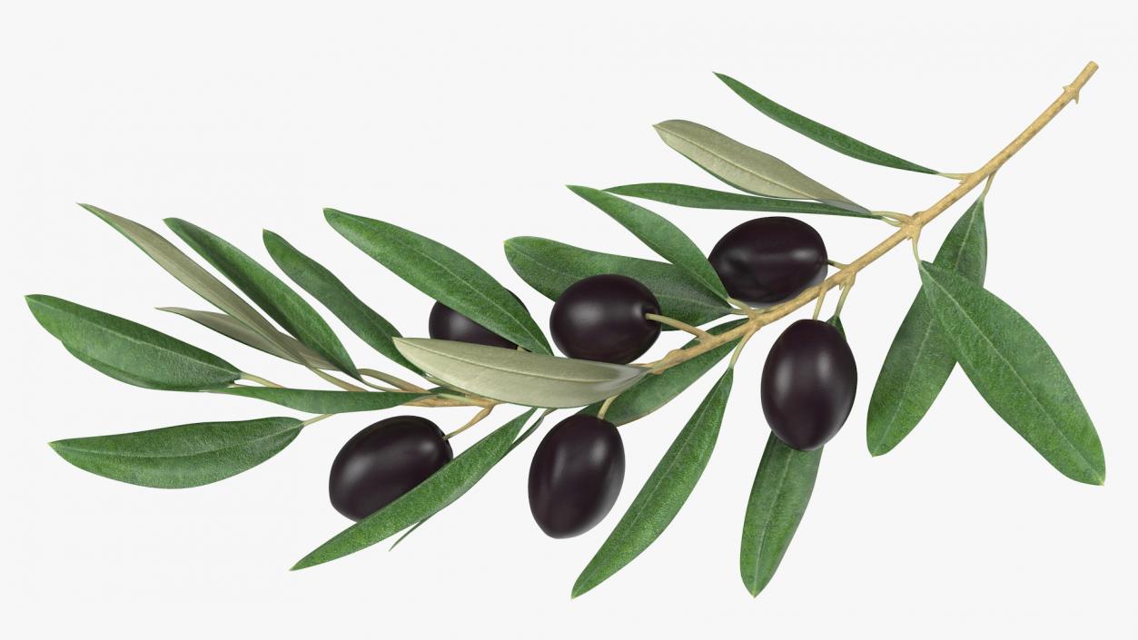 3D Olive Branch with Black Olives Lying