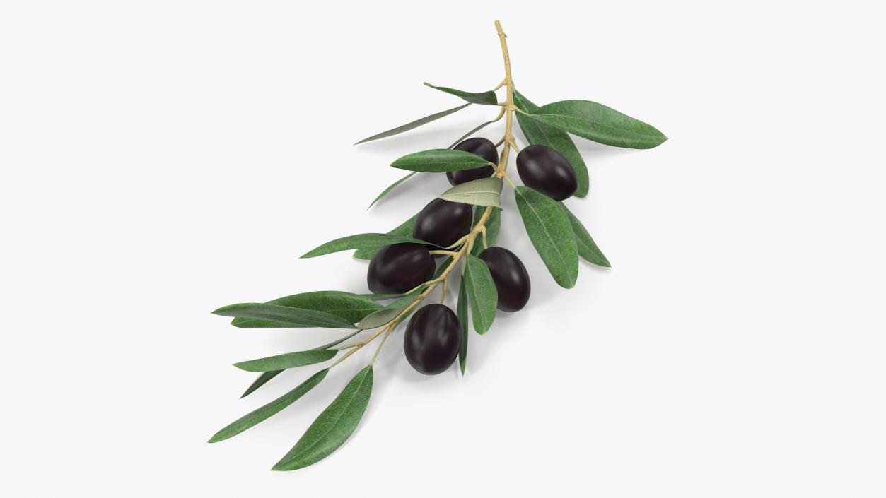 3D Olive Branch with Black Olives Lying