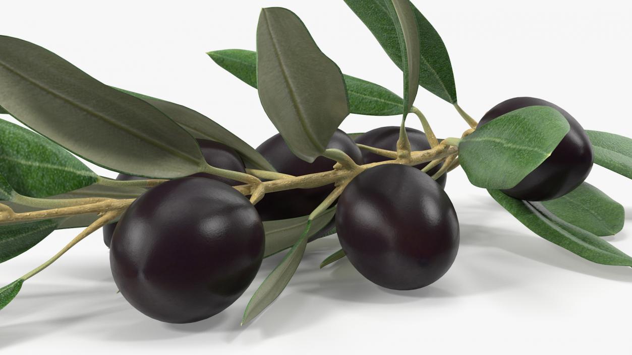 3D Olive Branch with Black Olives Lying