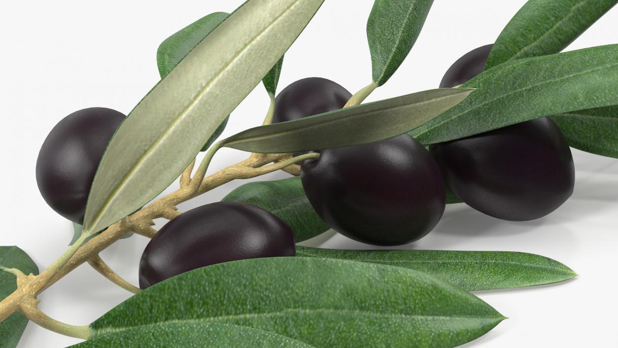 3D Olive Branch with Black Olives Lying