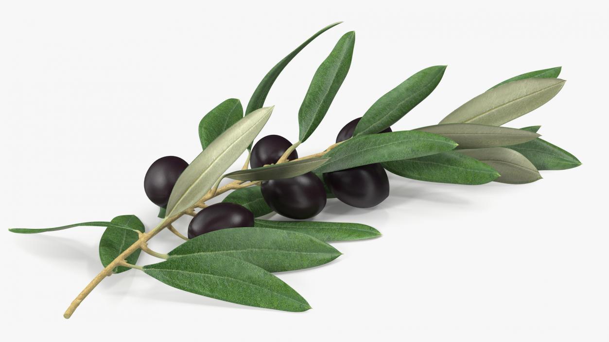 3D Olive Branch with Black Olives Lying