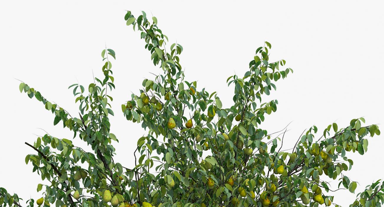 3D model Pear Tree with Pears