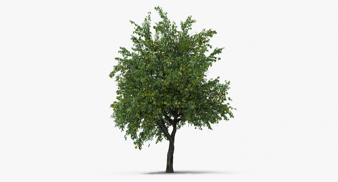 3D model Pear Tree with Pears