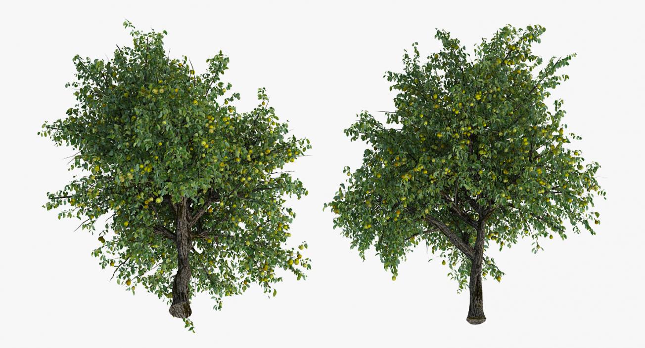 3D model Pear Tree with Pears