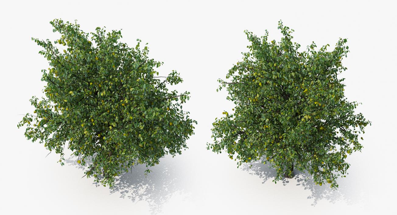 3D model Pear Tree with Pears