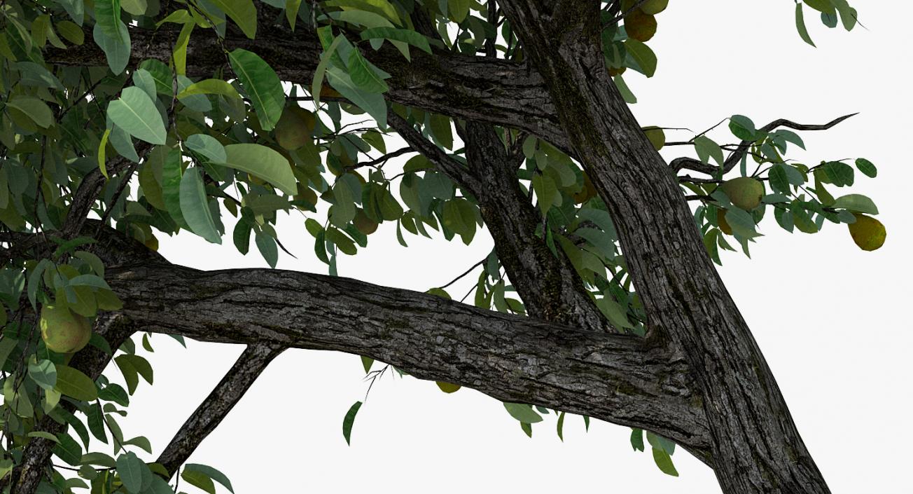 3D model Pear Tree with Pears