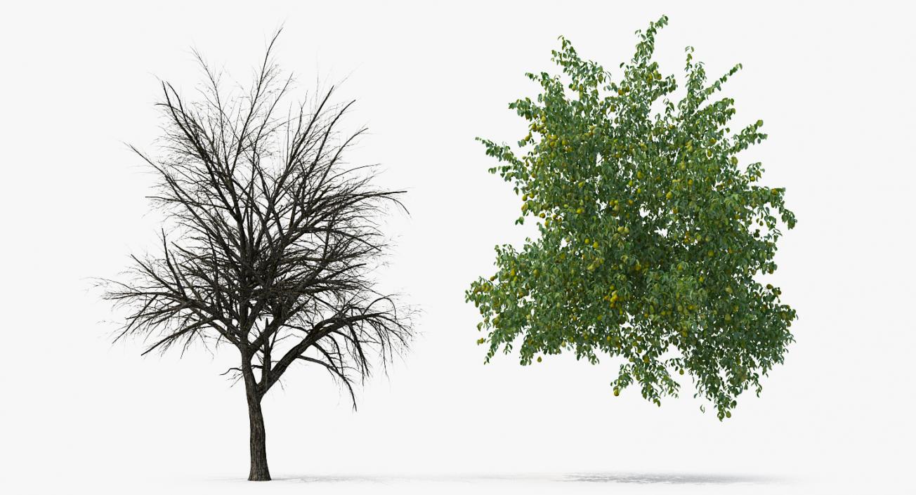 3D model Pear Tree with Pears