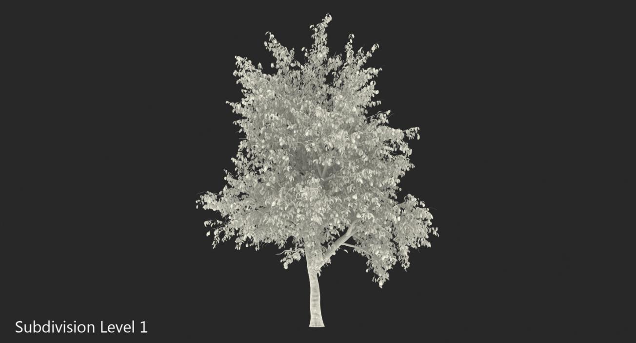 3D model Pear Tree with Pears