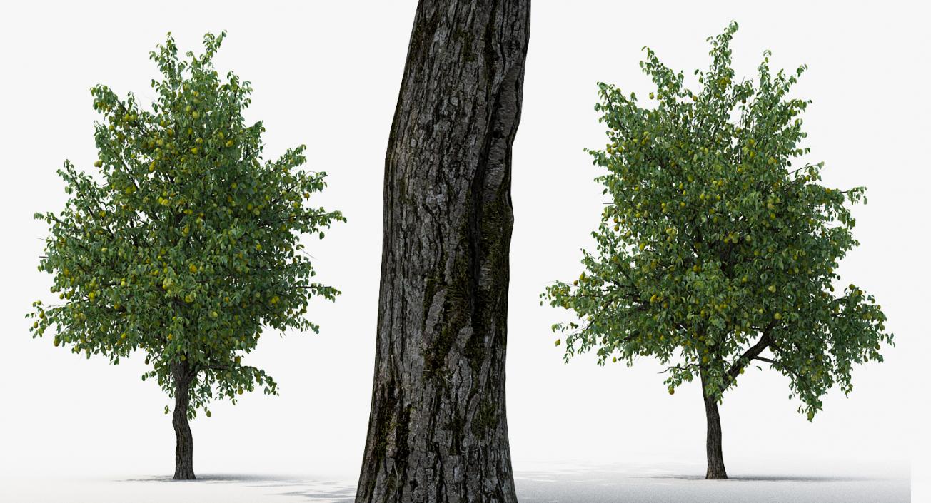 3D model Pear Tree with Pears