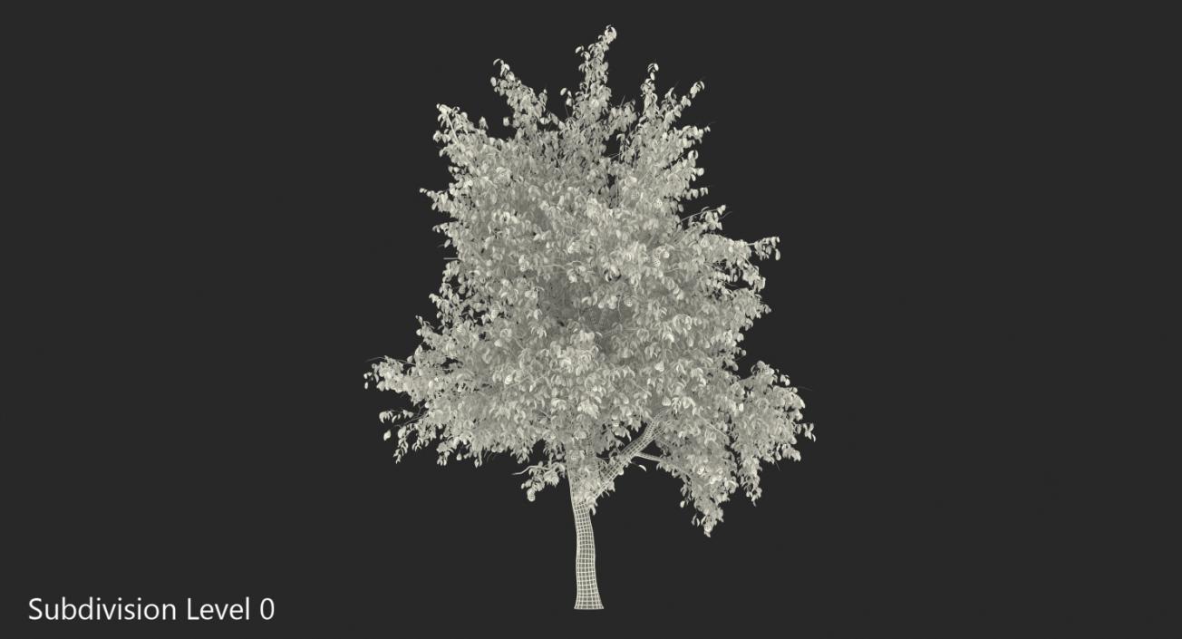 3D model Pear Tree with Pears