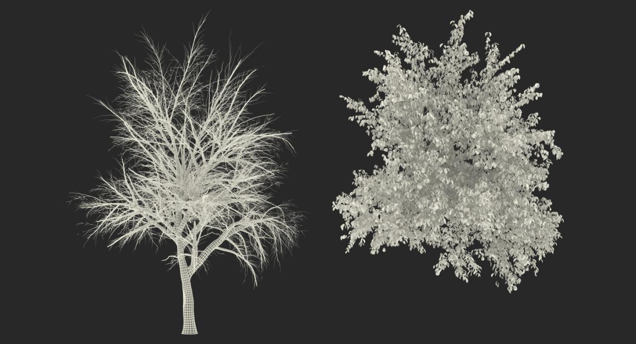 3D model Pear Tree with Pears