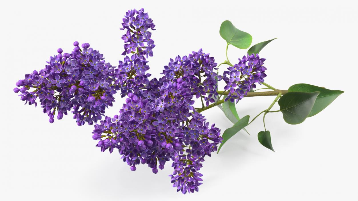 Common Lilac Syringa Vulgaris 3D model