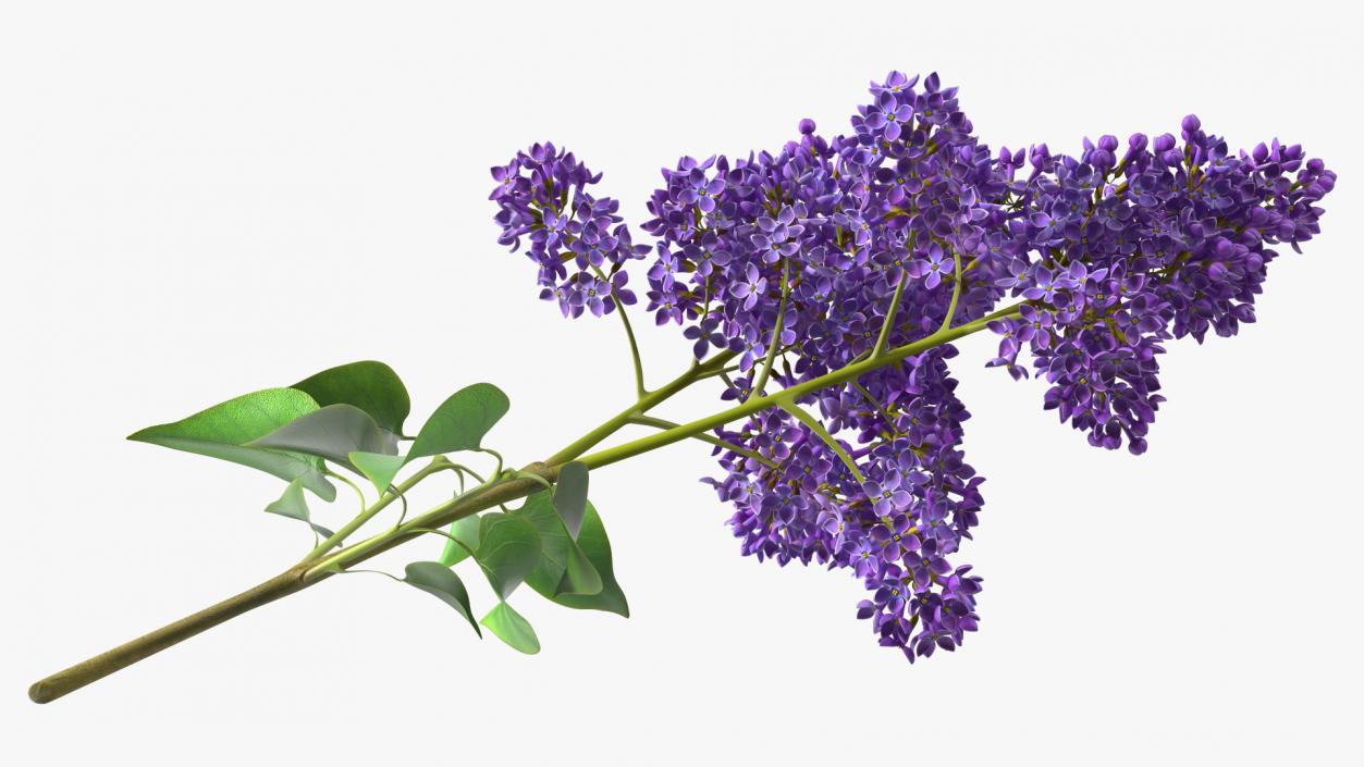 Common Lilac Syringa Vulgaris 3D model