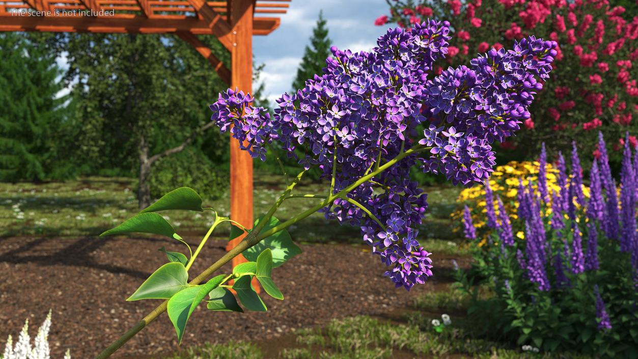 Common Lilac Syringa Vulgaris 3D model