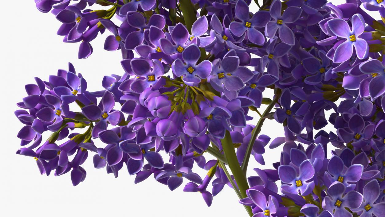 Common Lilac Syringa Vulgaris 3D model