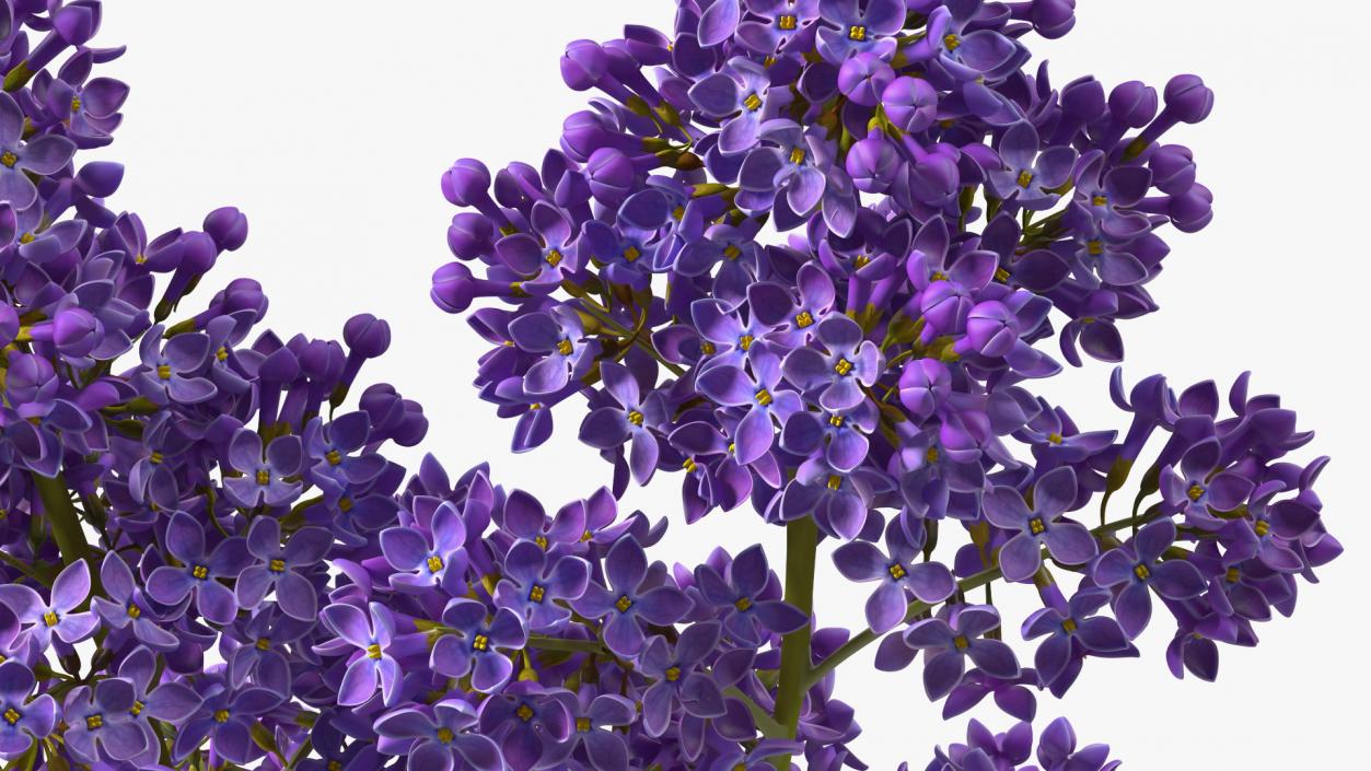 Common Lilac Syringa Vulgaris 3D model