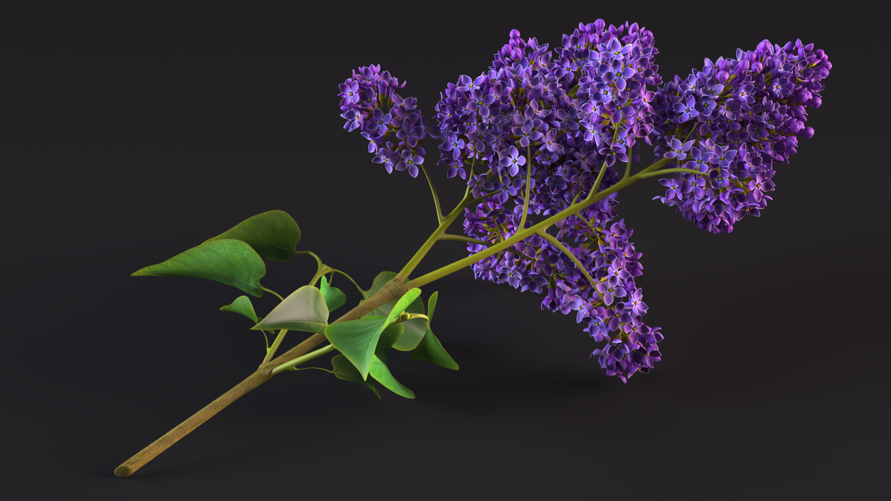 Common Lilac Syringa Vulgaris 3D model